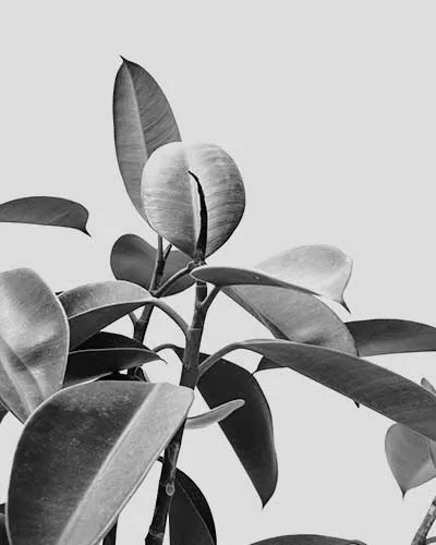 Eco-Friendly Cleaning Services in Lisbon