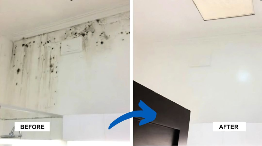 672366d2f1624387a4389d8f_mould-removal-ballymun