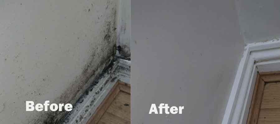 Professional Mold Removal Services in Lisbon