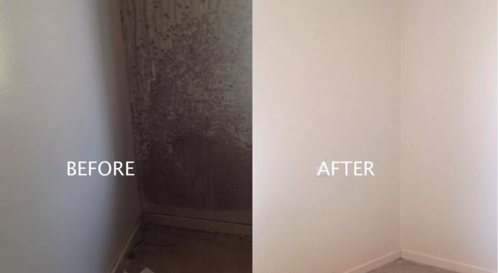 Professional Mold Removal Services in Lisbon
