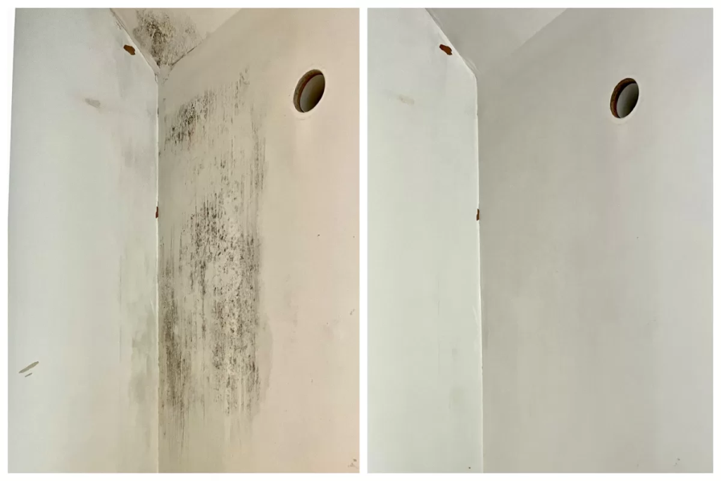 Professional Mold Removal Services in Lisbon
