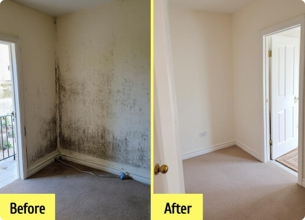 Professional Mold Removal Services in Lisbon