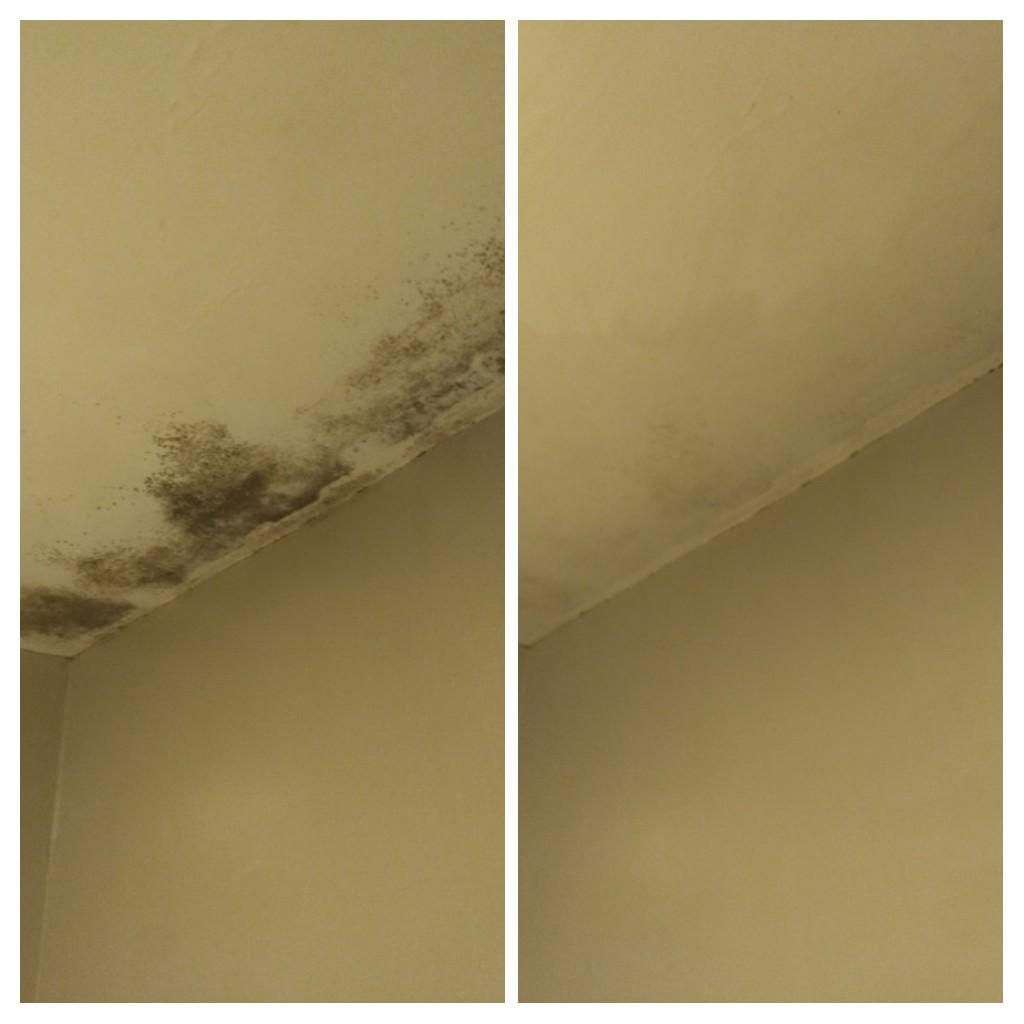 Professional Mold Removal Services in Lisbon